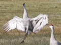 Sandhill Cranes 1