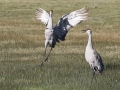 Sandhill Cranes 2