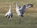 Sandhill Cranes 3