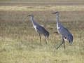 Sandhill Cranes 4