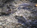 3 Salmon_©nora-lee