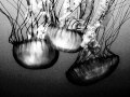 3JellyIR copy
