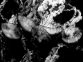 5Jelly Horiz.IR copy