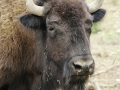 American Bison