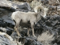 Big Horn Ram