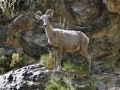 Big Horn Sheep