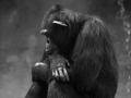 Chimpanzee LA zoo_©nora-lee