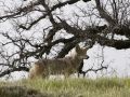Coyote