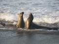 Elephant Seals