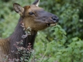 Elk Cow