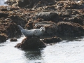 Harbor Seal