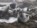 Harbor Seals