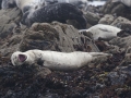 Harbor Seals