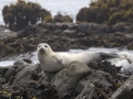 Harbor Seals
