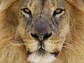Lion Portrait_©nora-lee