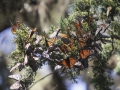 Monarch Butterflies