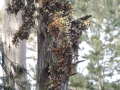 Monarch-Butterfly Tree