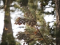 Monarch butterflies