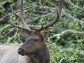 Rooseveldt Elk Bull Portrait