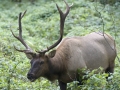 Roosevelt Elk Bull