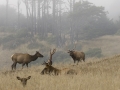 Roosevelt Elk Lost Coast