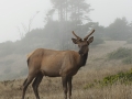 Roosevelt Elk young Buck