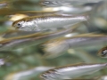 Sardines