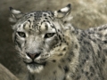 Snow Leopard