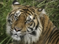 Tiger Portrait