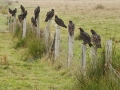 Vultures on a Fence