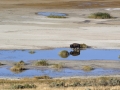 Watering hole copy